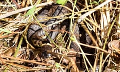 Grass snake – clouded blue eyes indicate this growing grass snake will soon shed its skin