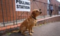 A golden retriever-type dog sits obediently outside a polling station in Southfields in London; it is squatting haunches-down on asphalt in front of black iron railings, a walkway and a red-brick wall, with its head held high.