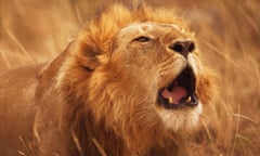 A lion in Secret World of Sound with David Attenborough.