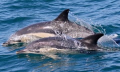 Common dolphins 4 Mike Unwin Lyme Bay nature trip