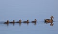 A proud mother duck leads her ducklings across a blue lake in Springtime.<br>P12NEY A proud mother duck leads her ducklings across a blue lake in Springtime.