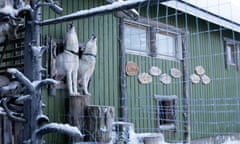 After studying biology in the city for 6 years, Tinja (32 years old) decided to settle in Northern Lapland to raise sled dogs. She now owns 85 huskies and spends the arctic winters in a cabin off-the-grid, while temperatures often drop down to -40°F. She<br>EN: Several times a day, some dogs will start howling, soon followed by all the rest of the pack in a barking concert, a social behavior reminiscent of wolves. Some of them are also “wolf-dogs”, a cross between dog and wolves. 
-
FR: Plusieurs fois par jour, quelques chiens se mettent à hurler, bientôt suivis par tout le reste de la meute dans un concert d’aboiements. Un comportement social qui rappelle celui des loups. Certains d’entre eux sont d’ailleurs des “wolf-dogs”, véritables croisement entre chien et loup.