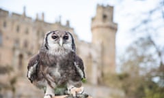 Ernie the African Verreaux’s eagle owl is retiring to the Yorkshire Dales with Hawk Experience.