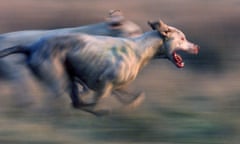 Hounds run during a hunt in 2001