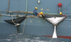 Dead minke whale tails tied to a Japanese whaling ship