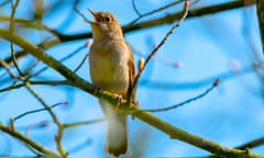 Nightingale ( Luscinia megarhynchos) Singing, UK<br>ENN2NR Nightingale ( Luscinia megarhynchos) Singing, UK