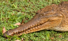 Freshwater crocodile, Crocodylus johnstonii