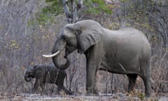 Elephants graze in Zimbabwe’s Hwange National Park