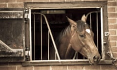 The first offspring of the great Frankel, pictured in the stables at the late Henry Cecil’s yard in Newmarket, runs at Newbury on Friday.