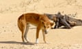 A dingo scavenging on a K’gari beach