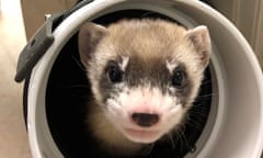 Elizabeth Ann, the first cloned black-footed ferret