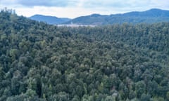 Tarkine rainforest