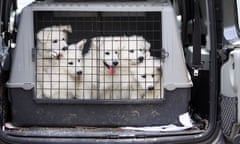 An estimated 250,000 dogs enter the UK each year via the Channel Tunnel. 