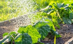 Watering courgette plants