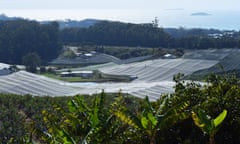 Blueberry farms near Coffs Harbour