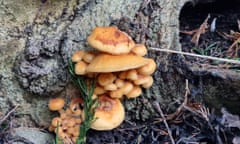 Velvet shank mushrooms in Jenna’s local wood. 