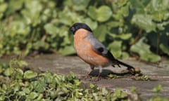 A male Eurasian bullfinch (Pyrrhula pyrrhula).