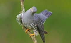 A cuckoo perched on a twig, staring inquisitively at the camera