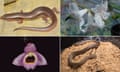 Composite for new species in Mekong region