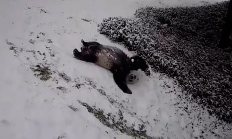 Giant pandas play in the Washington DC snow – video 