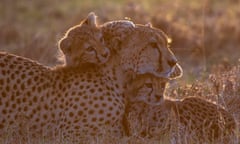 Cheetah and young