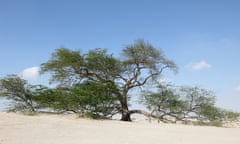 The Tree of Life in Bahrain<br>The Tree of Life in the desert of Bahrain, Middle East