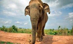 An Asian elephant in the wild in Sri Lanka.