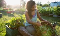 Young woman harvesting vegetables in garden