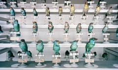 How We See Animals Muséum National D’Histoire Naturelle, Paris, France 1982 Colour photograph by Richard Ross © the artist