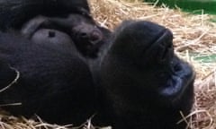 Western lowland gorilla Kimya, delivered her first baby at about 6.05pm on Saturday in Melbourne Zoo’s Gorilla House.