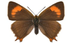 Female brown hairstreak seen from above