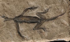 Carving of a fossilised lizard-like creature
