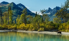 Grizzly bear on the lake shore of Crescent Lake in Lake Clark National Park with the Chigmit mountains of the Alaska Range in the background, Southcentral Alaska, summer