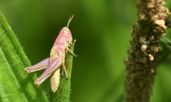 A meadow grasshopper