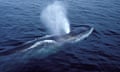 Fin whale