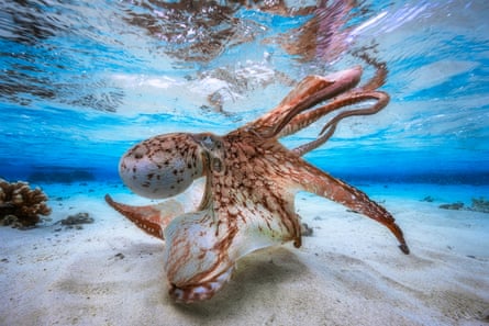 ‘The body itself is protean, all possibility’ … an octopus hunting in a lagoon on the island of Mayotte near Madagascar.