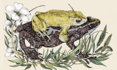 Chiriqui harlequin frog