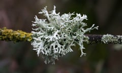 A lichen attached to a branch.