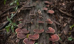 "There are probably hundreds if not thousands of types of unidentified mushrooms and fungi here", explains Dale Millard, 44, an ethnobotantical specialist on the expedition. A Raishi type colony of muchrooms grows on a dead log deep in the forest. Discovered in the mid 2000s, Mount Mabu is home to dozens of new species, most of them found along it's periphery. Prof. Julian Bayliss and Alliance Earth Director Jeffrey Barbee return with a team to the Mountain to finally journey into the heart of the forest.