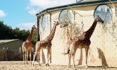 Giraffes at Marwell zoo