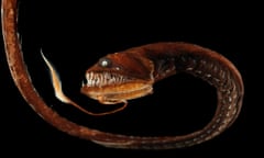 A ribbon sawtail fish in the Atlantic Ocean at a depth of around 1,000 metres. Photograph: Nature Picture Library/Alamy