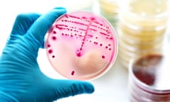 Colonies of gonorrhoea bacteria in a petri dish