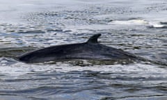 A minke whale that became stranded in the Thames this week, with hundreds of people following the effort to rescue it