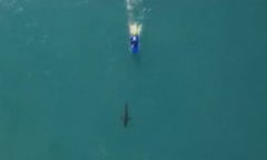 Mick Fanning and Gabriel Medina have been plucked from the water at Jeffreys Bay because of a three-metre shark in the line-up.