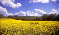 Rape field at the Cherhill White Horse, Calne, Wiltshire.  