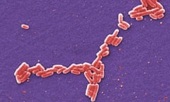 E coli bacteria.