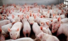 Farmed pigs