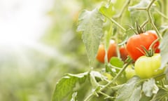 Tomatoes, growing on the vine.