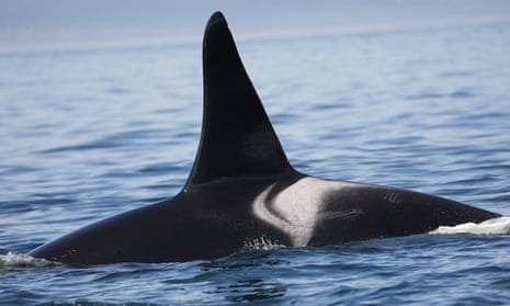 Adult male killer whale with tooth rake marks.