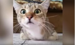 Cat Watching Horror Movie viral video